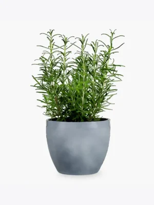 product-image-5_optimized Faucibus Interdum